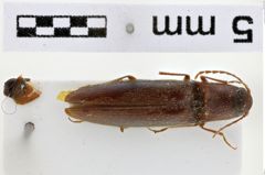 Foto (Dorsalansicht) von Xanthopenthes sumatrensis (Schimmel, 1999)